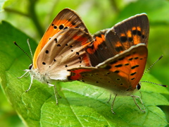 Lycaena phlaeas daimio