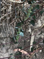 Chenopodium macrospermum