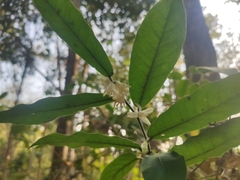 Atalantia rectispinosa