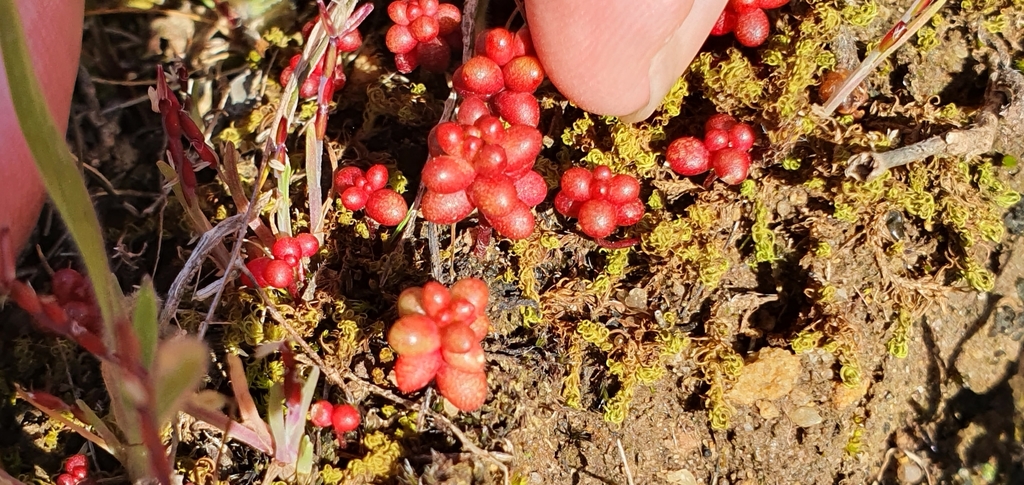 Sedum coeruleum Vahl 2