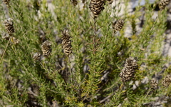 Microdon capitatus