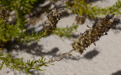 Microdon capitatus