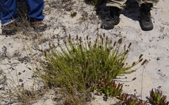 Microdon capitatus