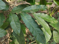 Harpullia cupanioides
