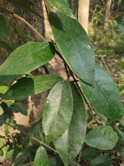 Toxocarpus fuscus