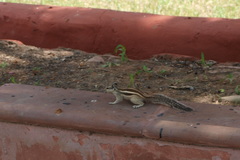 Funambulus pennantii