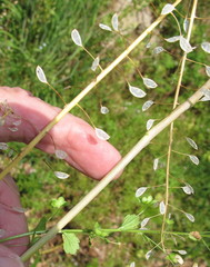 Lepidium campestre