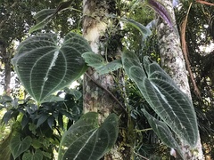 Dioscorea dodecaneura