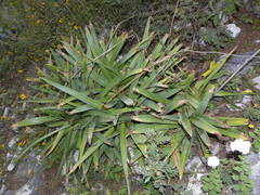 Hemiphylacus latifolius