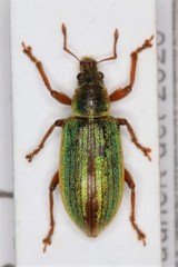 Polydrusus impar