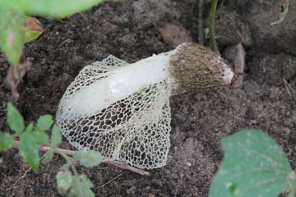 Phallus indusiatus · February 2016 · photo: © thevargases (iNaturalist, cc-by-nc-sa)