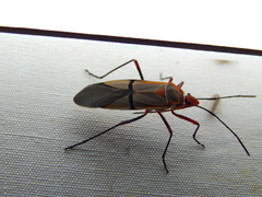 Dysdercus intermedius