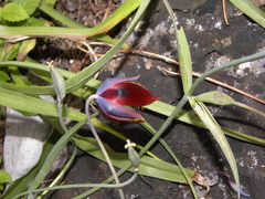 Calochortus marcellae
