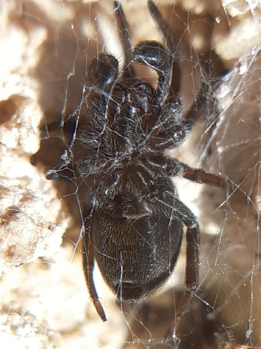 Titanoeca schineri