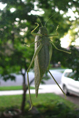 Tettigonioidea