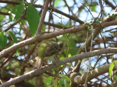 Spindalis portoricensis