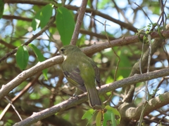 Spindalis portoricensis