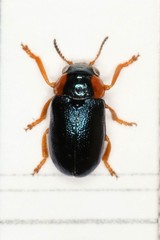Smaragdina affinis