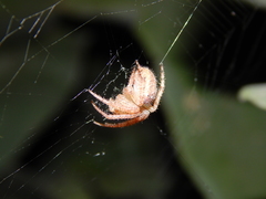 Pararaneus