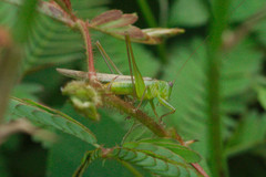 Conocephalus iris