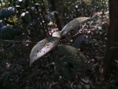 Ardisia mamillata