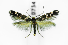 Eteobalea serratella