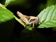 Phaeocatantops solitarius