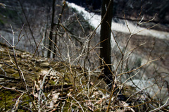Viburnum acerifolium