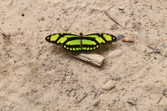 Philaethria dido
