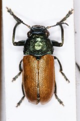 Labidostomis tridentata