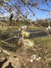 Salix