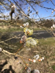 Salix