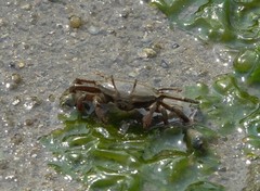 Macrophthalmus