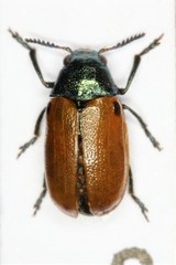 Labidostomis longimana