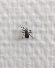 Steatoda bipunctata