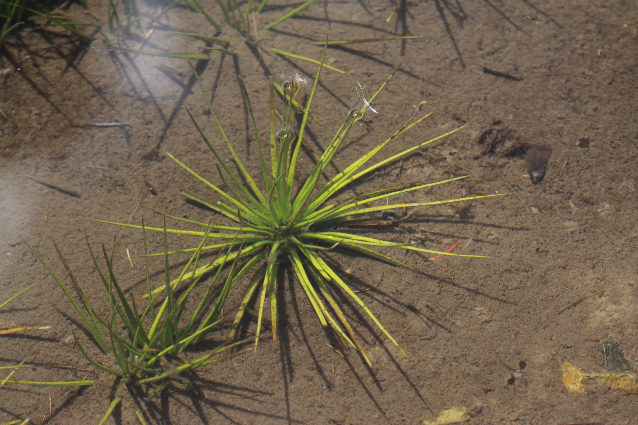 Isoetes bolanderi