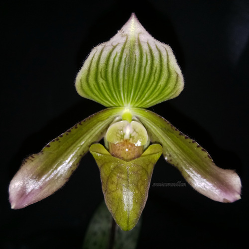 Java Paphiopedilum (Paphiopedilum javanicum)