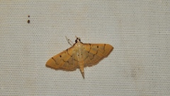 Herpetogramma mutualis