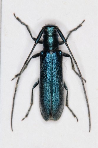 Buožaininis stagarinukas nuotrauka