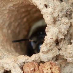 Ptilothrix bombiformis