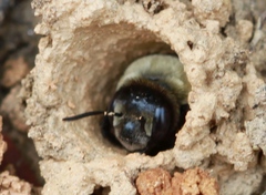Ptilothrix bombiformis