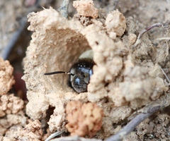 Ptilothrix bombiformis