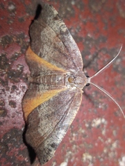 Achrosis rondelaria