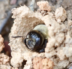 Ptilothrix bombiformis