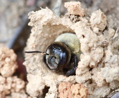 Ptilothrix bombiformis