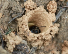 Ptilothrix bombiformis