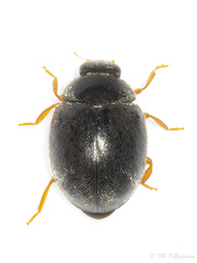 Scymnus rubromaculatus