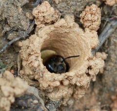 Ptilothrix bombiformis