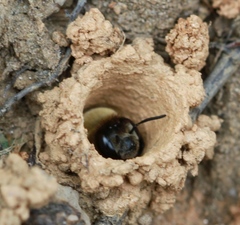 Ptilothrix bombiformis