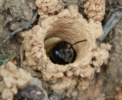 Ptilothrix bombiformis